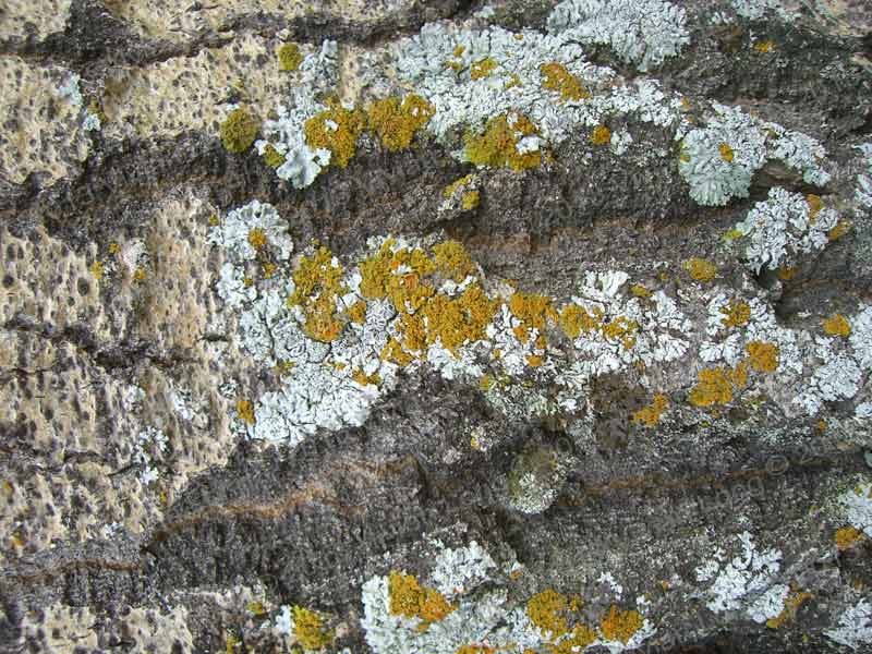 Image of painting entitled: Aspen Trunk With Lichen