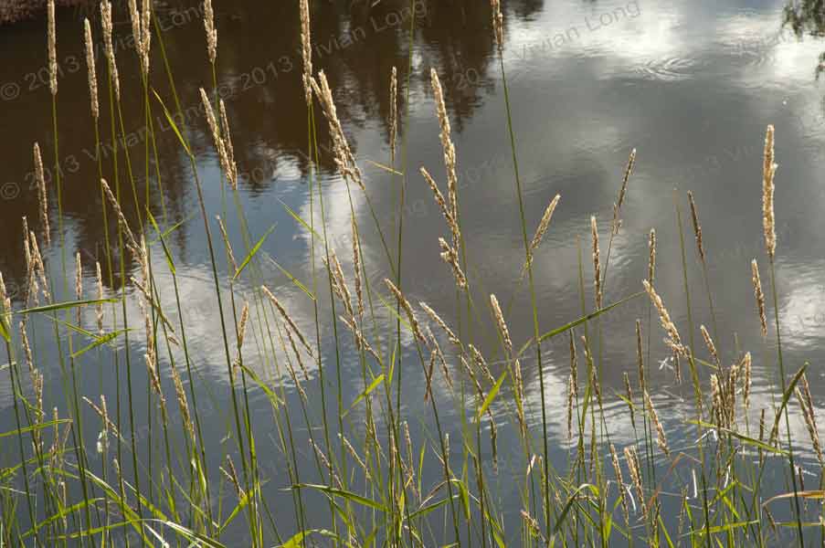 Image of painting entitled: Grass & Water